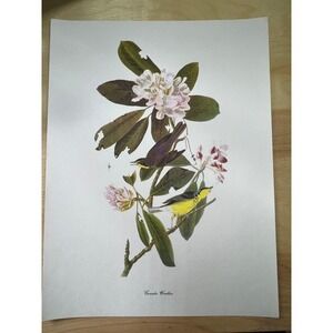 Audubon Birds of America Canada Warbler Original Print Vtg 1950 Peterson 9 x 12